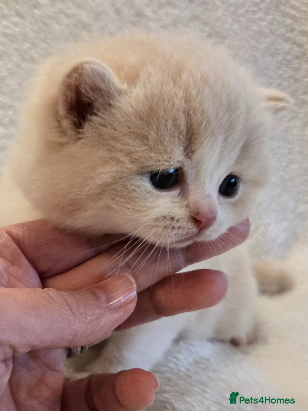 British Shorthair cats for sale: Champion sired GCCF reg British Shorthair kittens - Advert 1