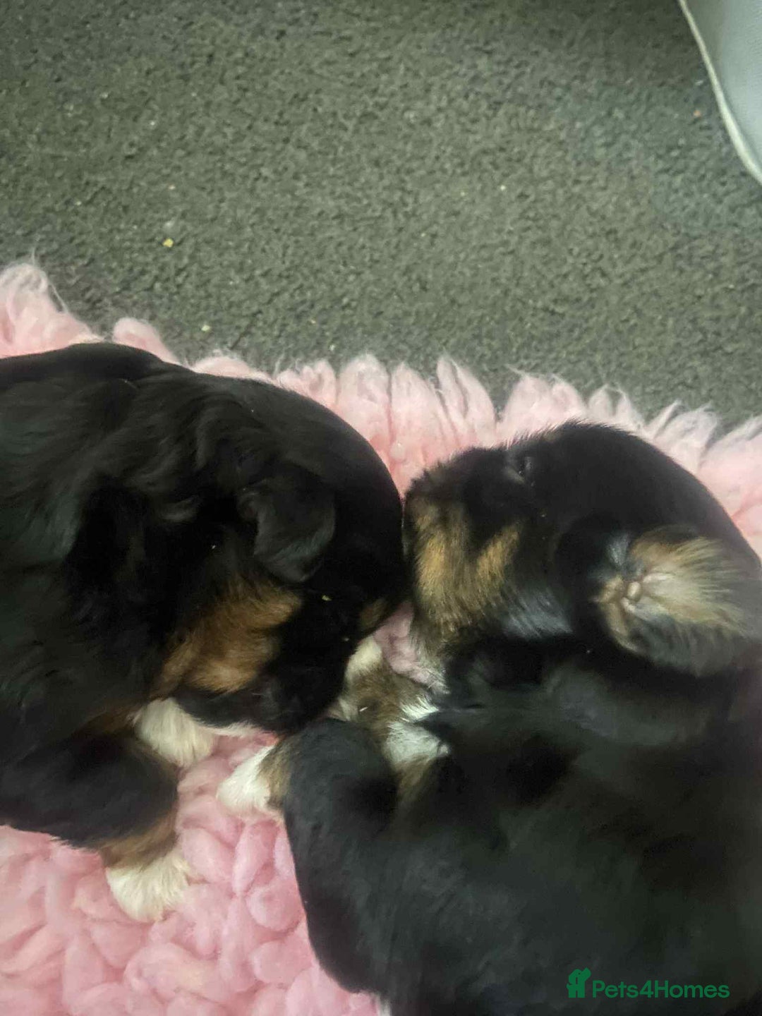 Mixed Breed dogs for sale: Stunning maltipoo x pug puppies  - Advert 11