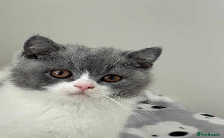 British Shorthair cats - Advert 12
