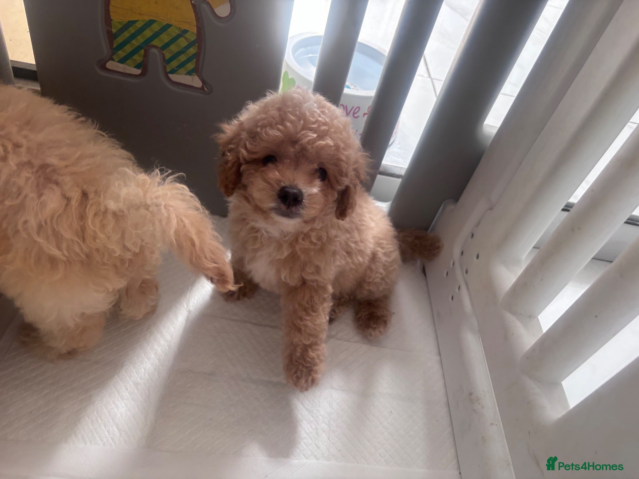Cavapoo dogs 2Boys left. Cavapoo Puppies - Advert 16