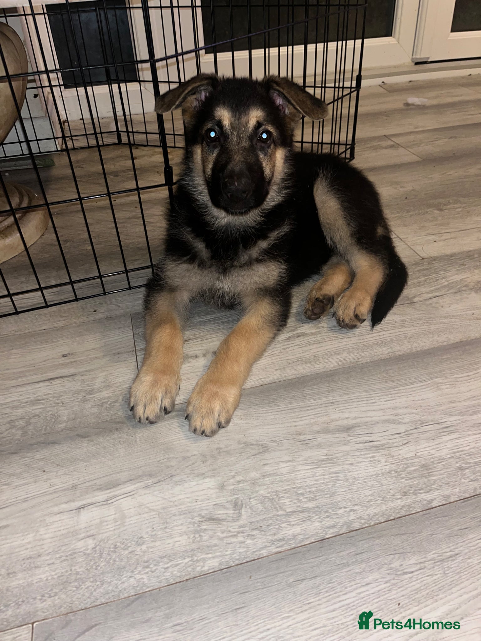 German Shepherd dogs 1 beautiful girl left !!! German shepherd puppies  - Advert 5