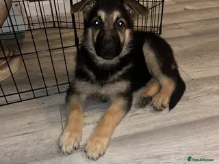 German Shepherd dogs 1 beautiful girl left !!! German shepherd puppies - Advert 5