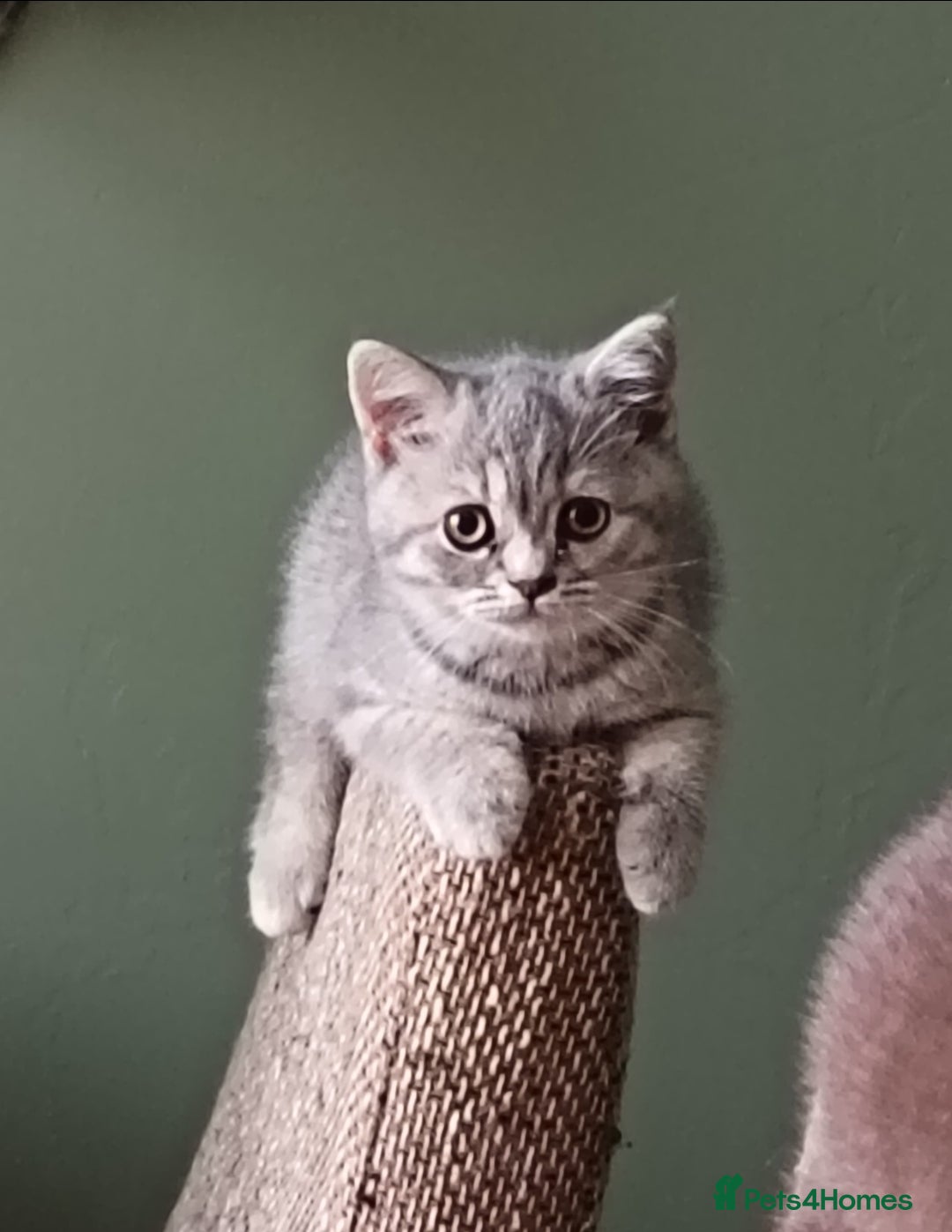 British Shorthair cats *Beautiful GCCF Reg'd Kittens*DNA Tested Parents* - Advert 6