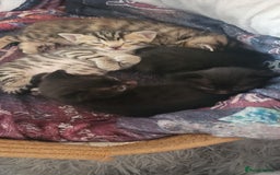 Bengal cats for sale: Black Bengal Kittens - Image 5