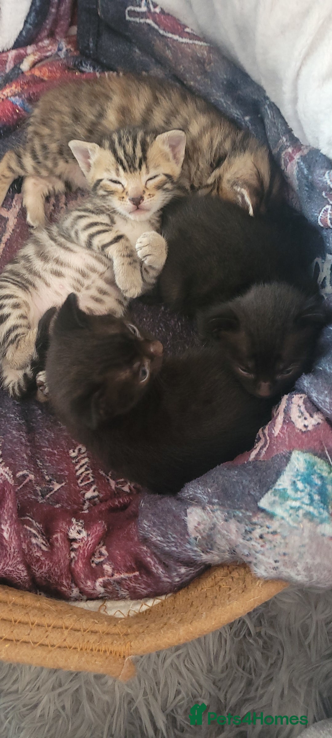 Bengal cats for sale: Black Bengal Kittens - Image 5