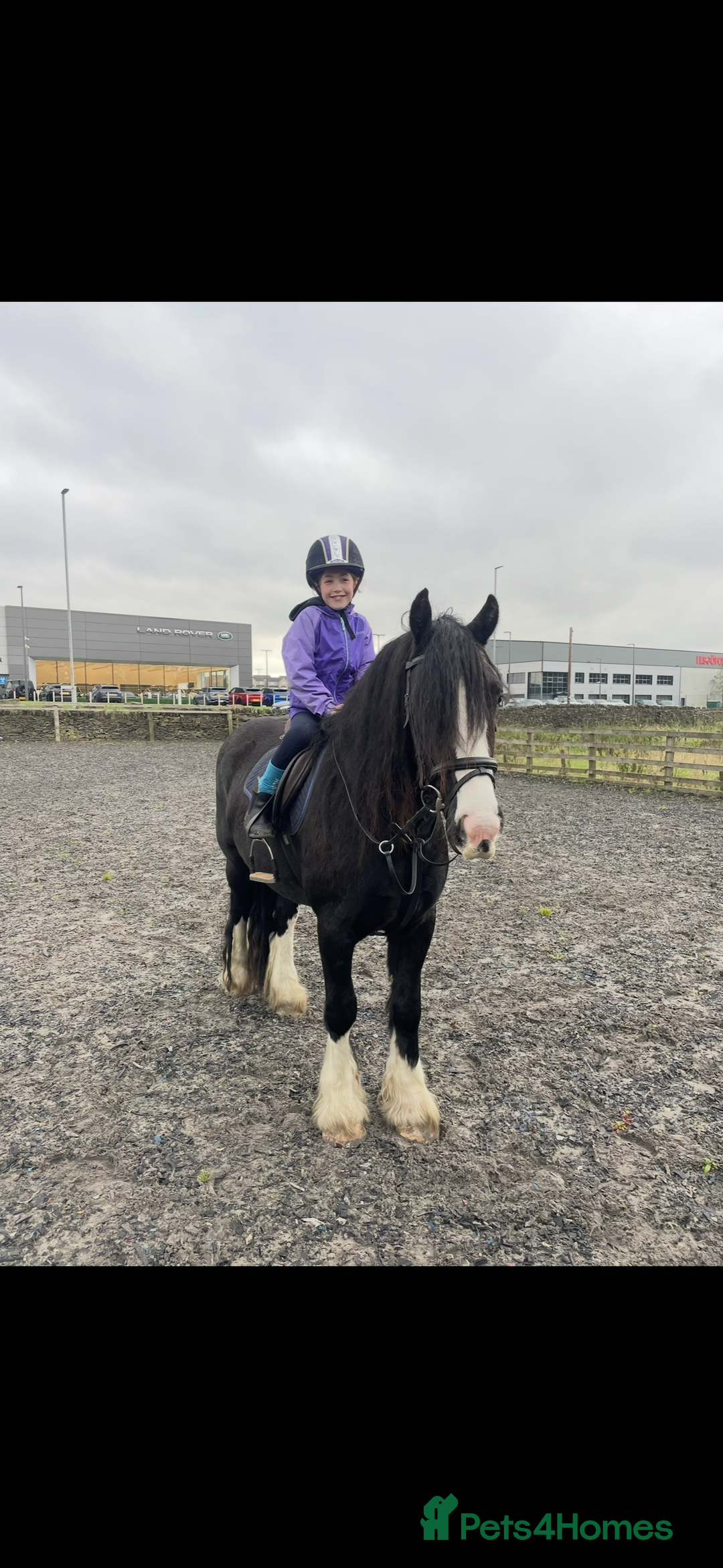 Irish Cob horses for sale: Storm 4year old ride/drive gelding  - Image 3
