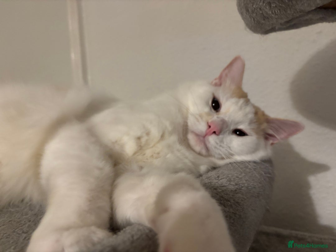 Ragdoll cats for sale: Beautiful ragdoll  - Image 7
