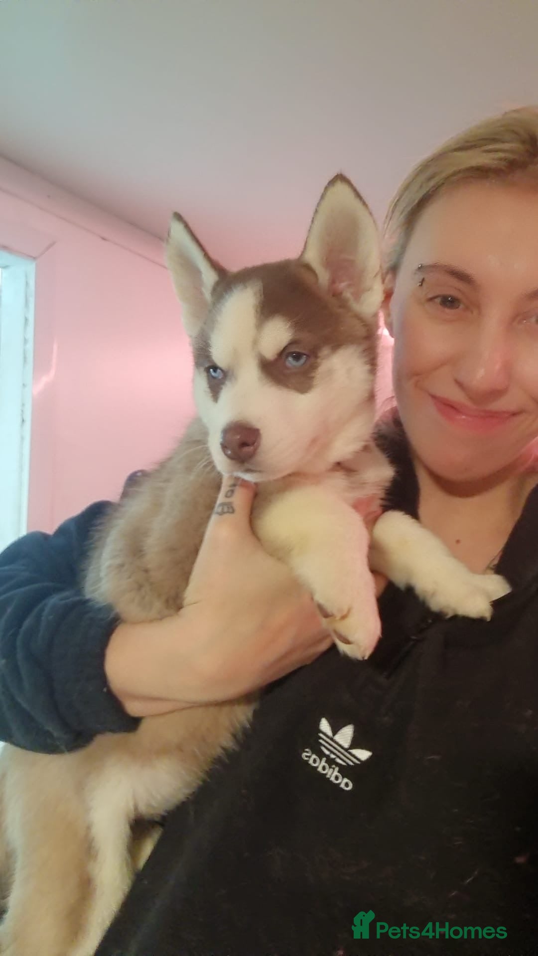 Siberian Husky dogs for sale: Siberian husky boys  - Advert 21