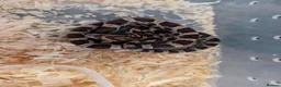 Corn Snake reptiles for sale: Corn snakes for sale  - Advert 4