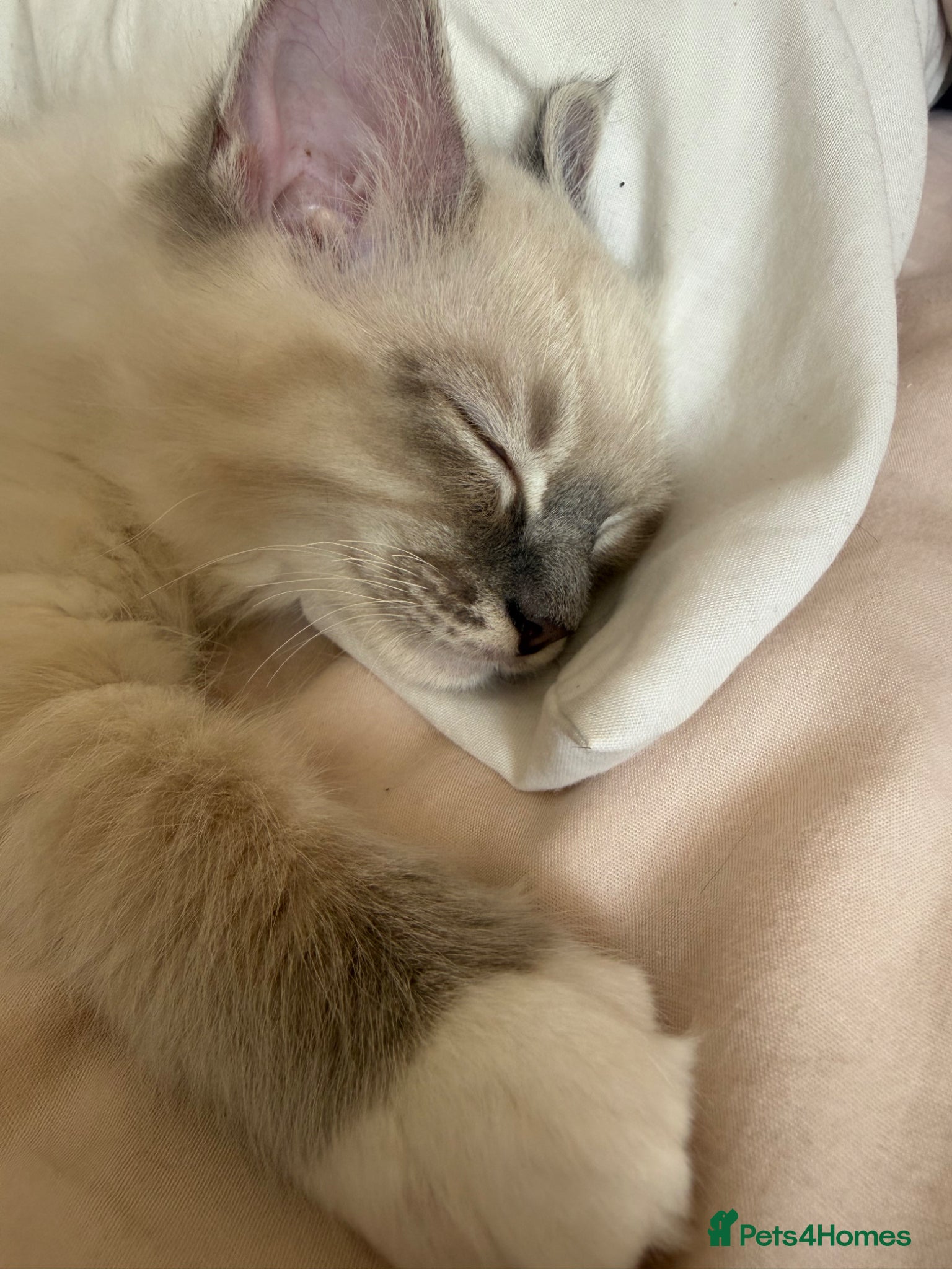 Ragdoll cats Beautiful boy  - Advert 1