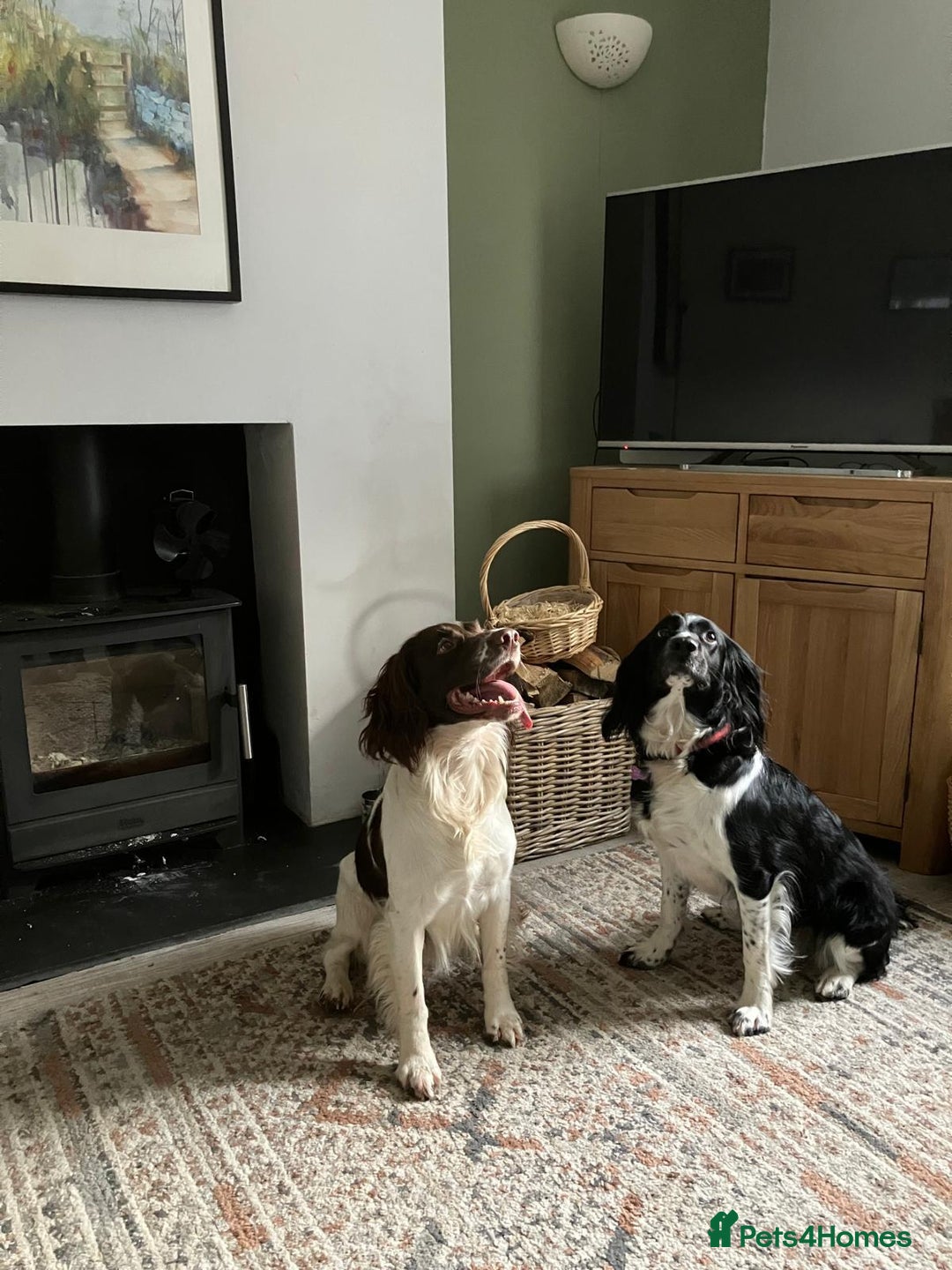 English Springer Spaniel dogs for sale: Springer Spaniel Puppies - mixed colours  - Advert 4
