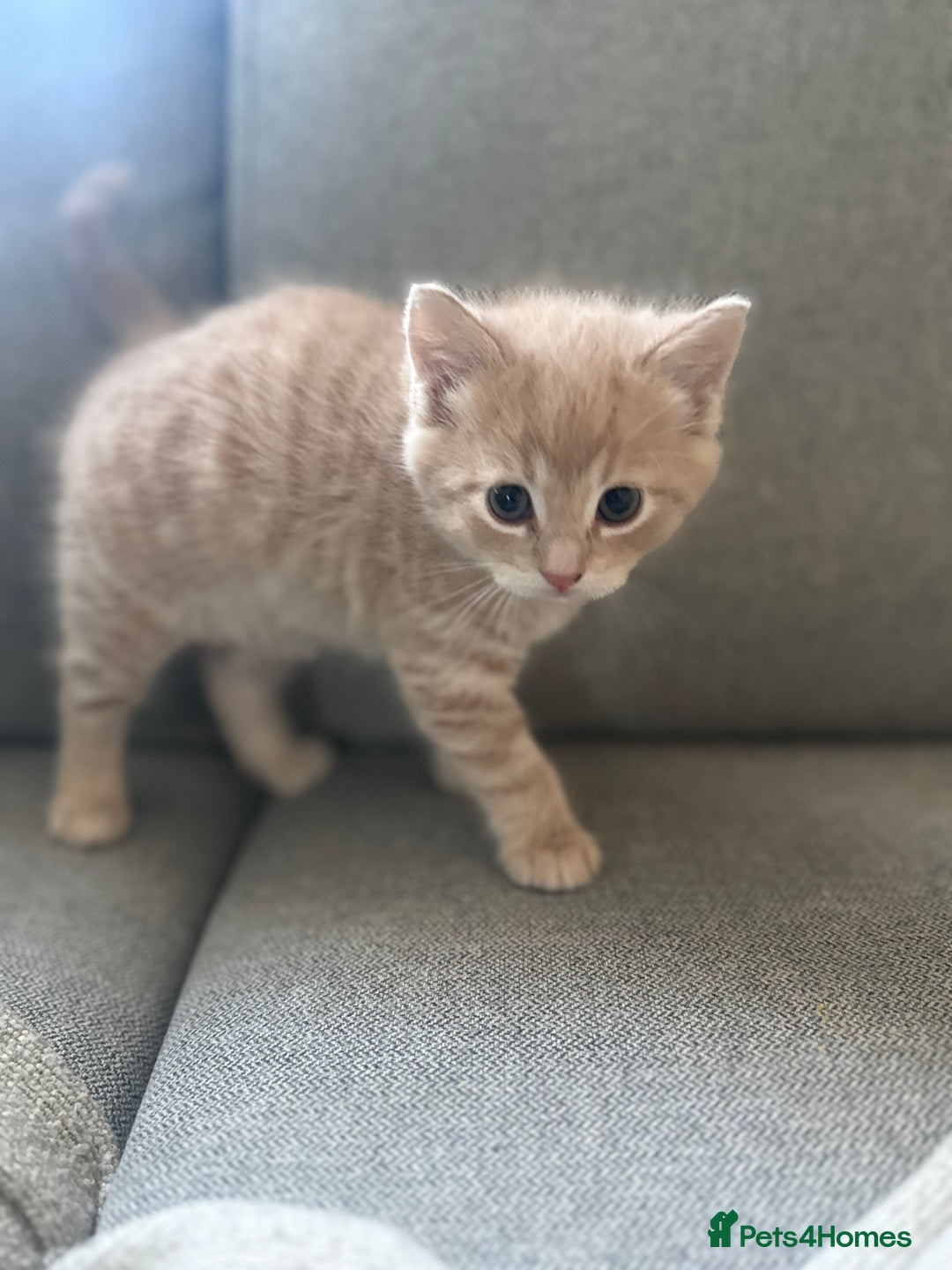 Mixed Breed cats for sale: One girl left 🐾 - Advert 3