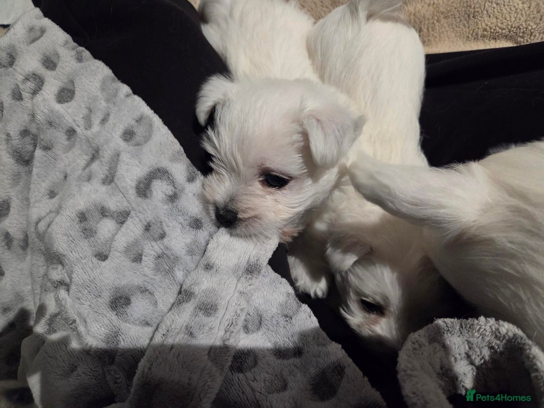 West Highland Terrier dogs for sale: Gorgeous pedigree westies, excellent bloodlines - Image 25