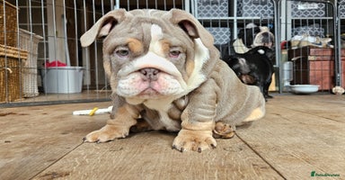 English Bulldog dogs - Advert 12