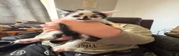 Mixed Breed cats for sale: Seven beautiful kittens that need new homes - Advert 16
