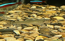 Other/Mixed Breed fish for sale: African tiger fish vittatus  - Image 2
