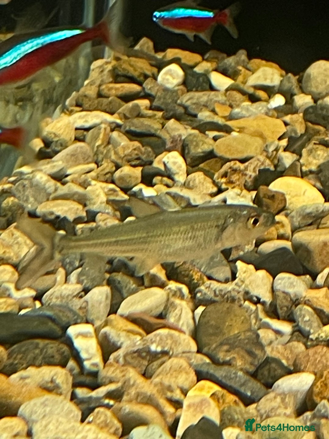 Other/Mixed Breed fish for sale: African tiger fish vittatus  - Image 2