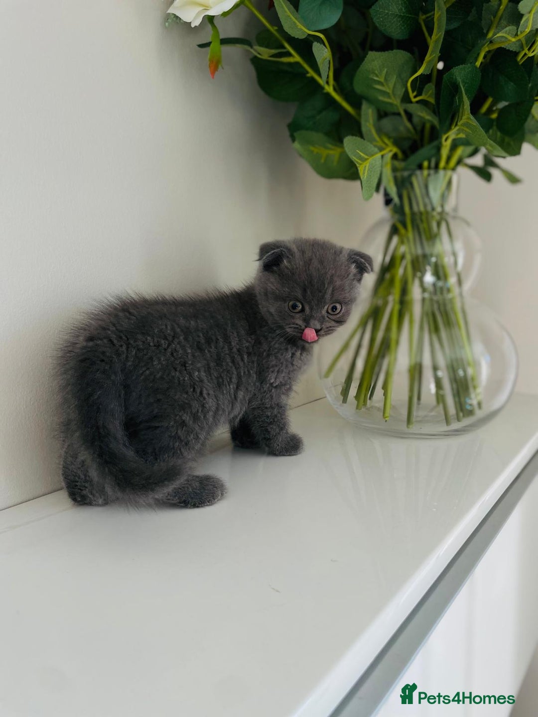 Scottish Fold cats for sale: Very Friendly Kittens, Pedigree Scottish Fold  - Advert 13