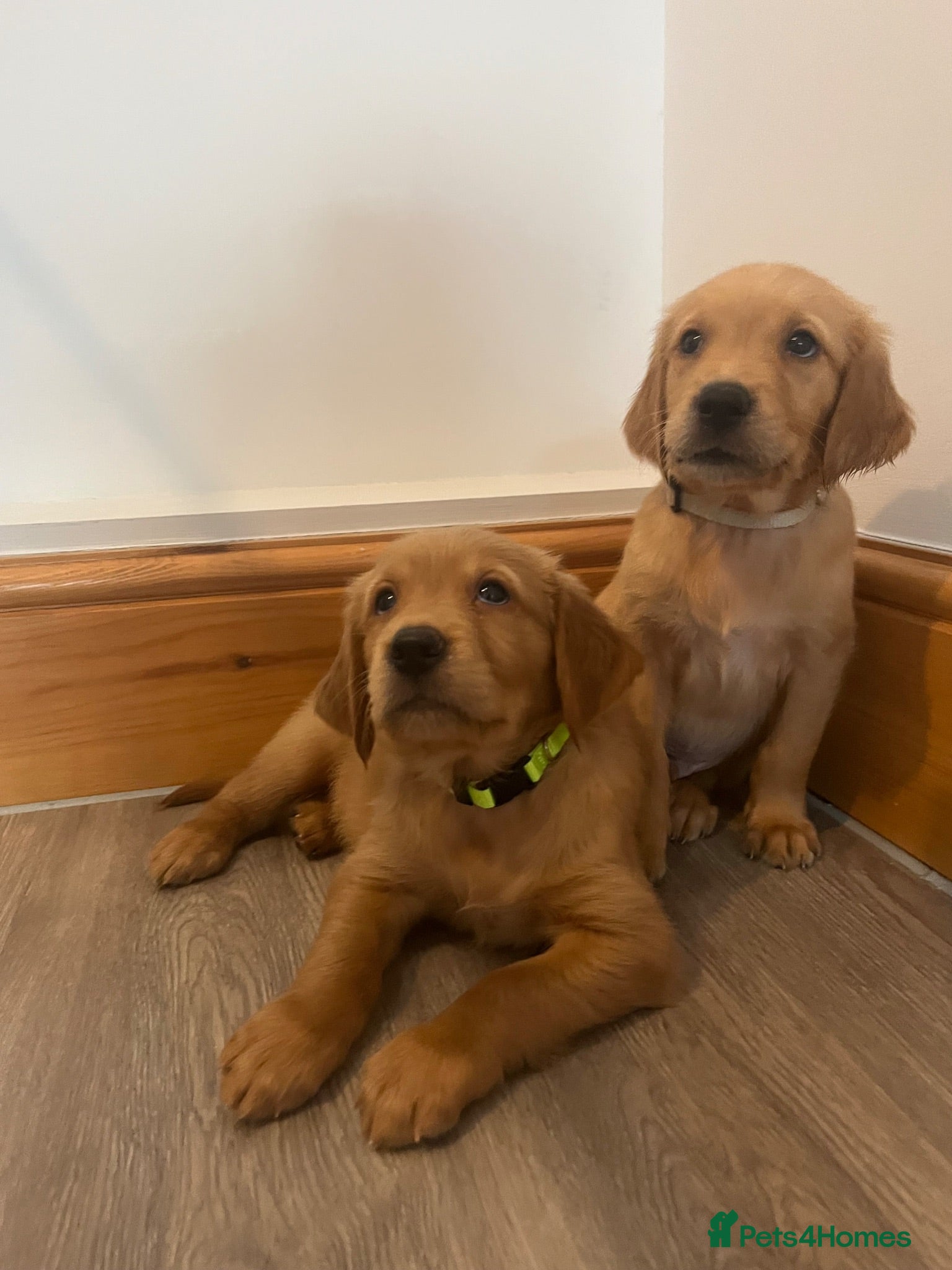 Golden Retriever dogs KC Fox Red Golden Retriever Puppies  - Advert 1
