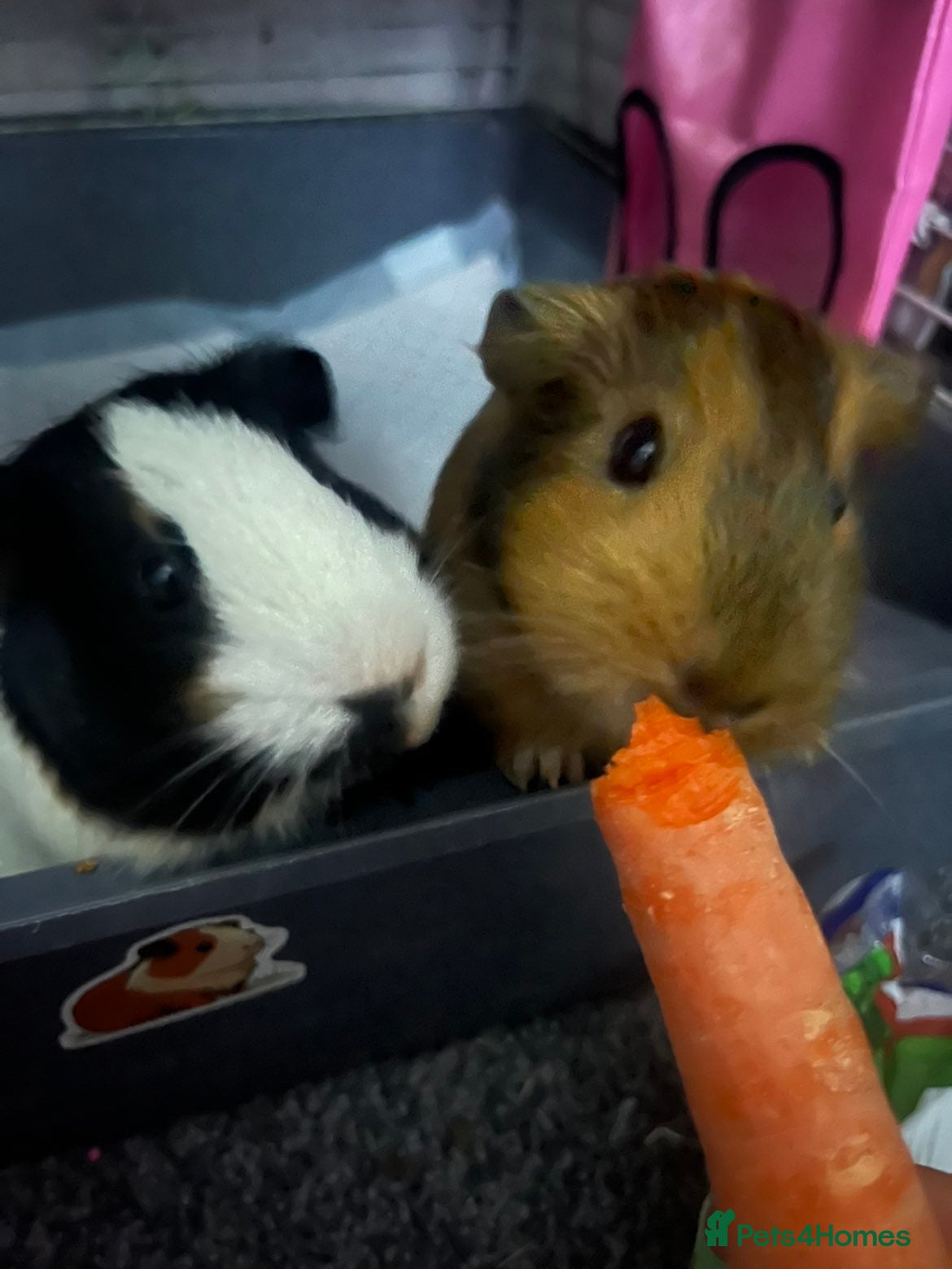 Guinea Pig rodents Guinea pigs  - Advert 6