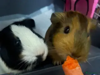 Guinea Pig rodents Guinea pigs - Advert 6