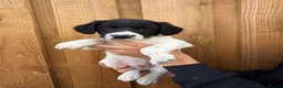 Mixed Breed dogs for sale: Bedlington whippet x springer spaniel puppys - Advert 16