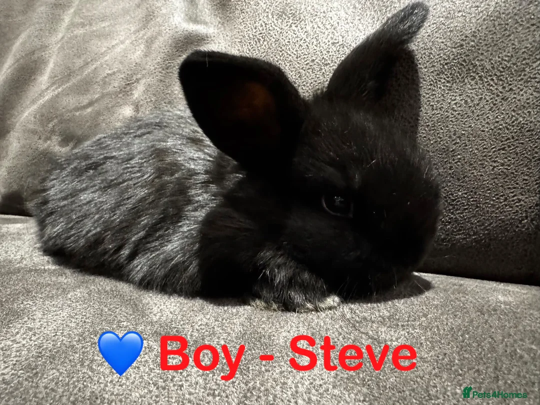 Mini Lop rabbits for sale: 💙 Pure Breed Mini Lop Boys Available 🩷 - Advert 1