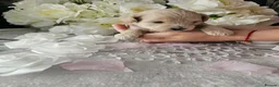 Maltipoo dogs for sale: Maltippo puppies  - Advert 13