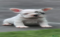 French Bulldog dogs for sale: FRENCHYS Kc from £2500 fluffy, Pink carriers - Image 11