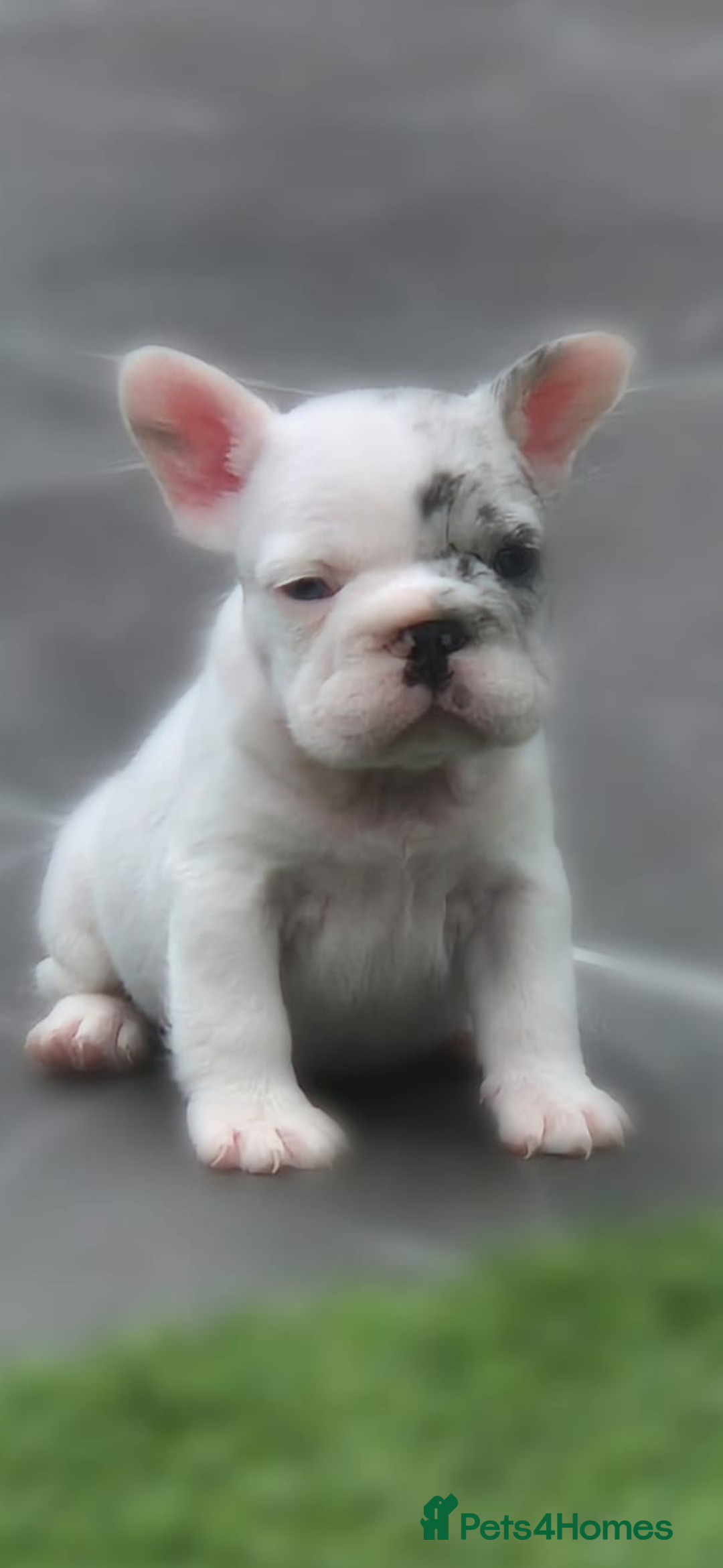 French Bulldog dogs for sale: FRENCHYS Kc from £2500 fluffy, Pink carriers - Image 11