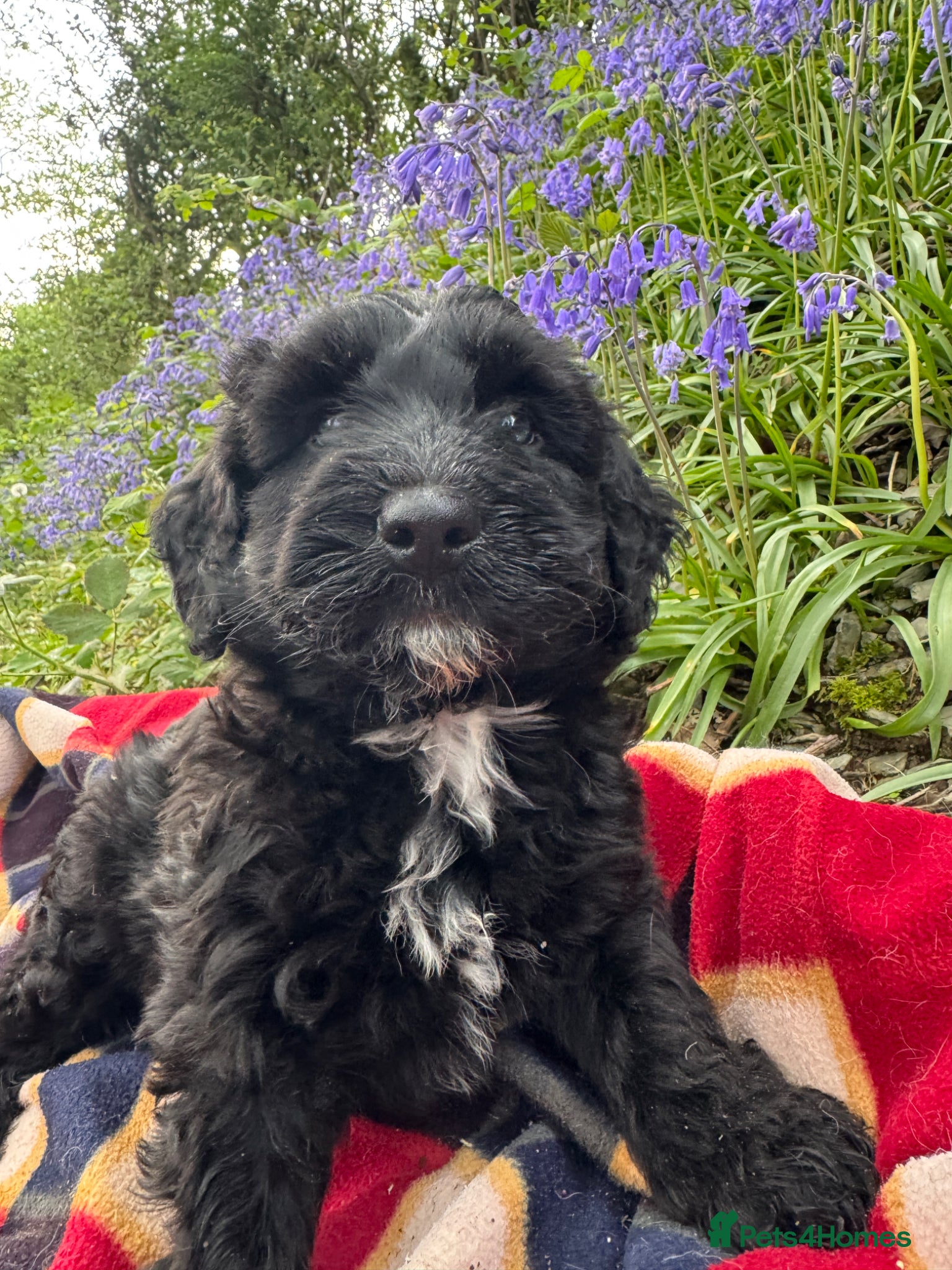 Bordoodle dogs Intelligent, affectionate, and low-shedding breed - Advert 1