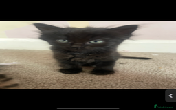 British Shorthair cats for sale: 2 kittens left been around children and dogs  - Image 5