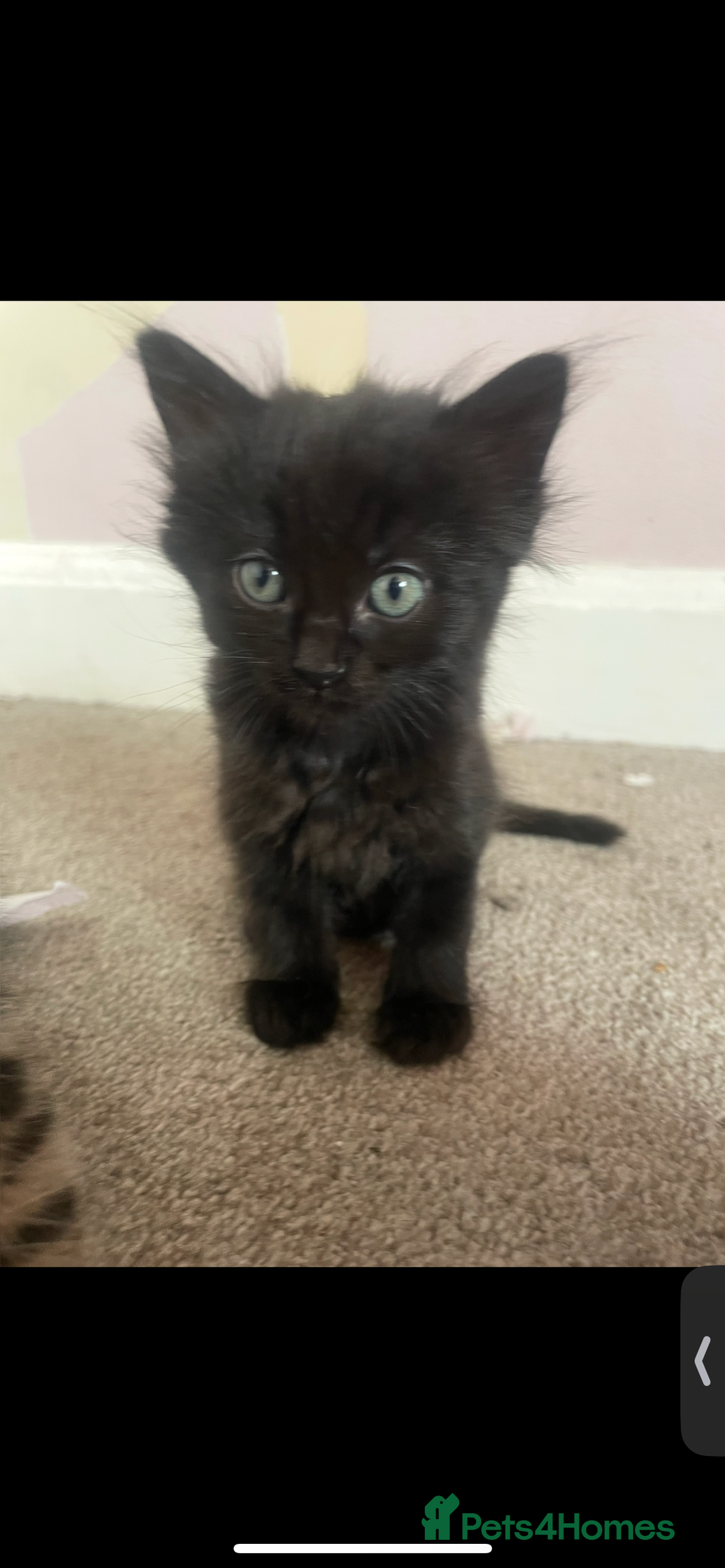 British Shorthair cats for sale: 2 kittens left been around children and dogs  - Image 5