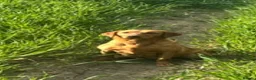 Labrador Retriever dogs for sale: Kc registered & fully health tested - Advert 12