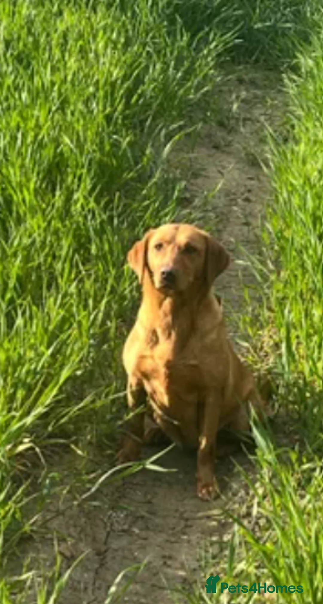 Labrador Retriever dogs for sale: Kc registered & fully health tested - Advert 12