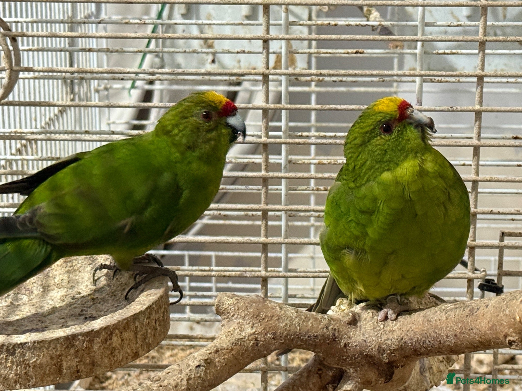Parrots birds Two bonded Khakriki’s *read description* - Advert 1