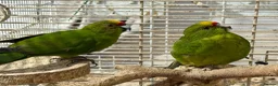 Parrots birds for sale: Two bonded Khakriki’s *read description* - Advert 1