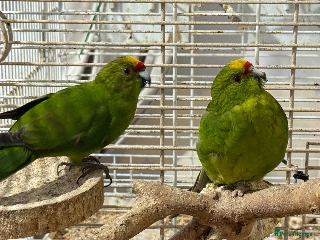 Parrots birds for sale: Two bonded Khakriki’s *read description* - Advert 1