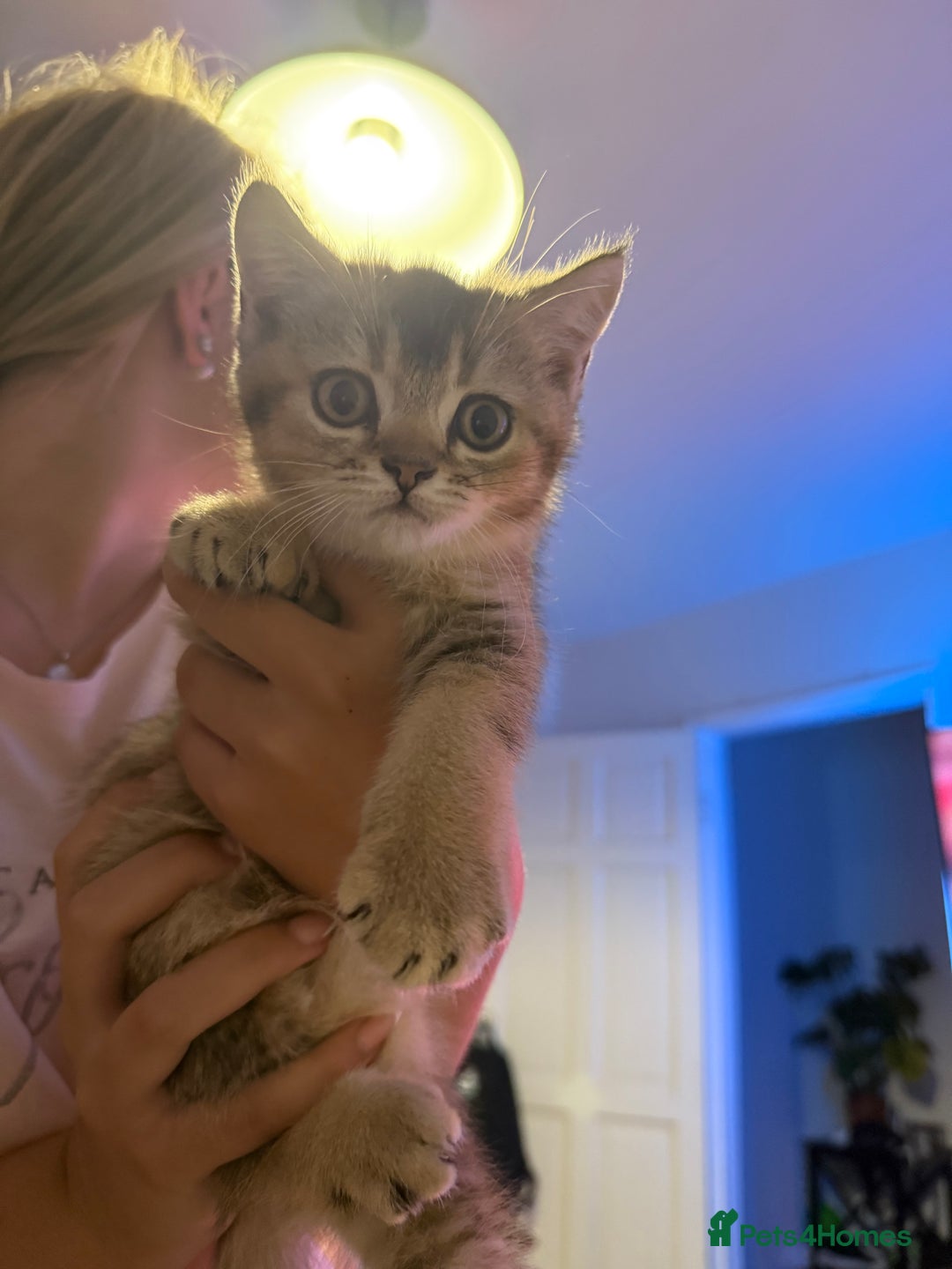British Shorthair cats for sale: Scottish folds cross blue British - Image 7