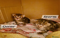 Mixed Breed cats for sale: 2 cute boys Russian blue and Bengal mix  - Advert 9