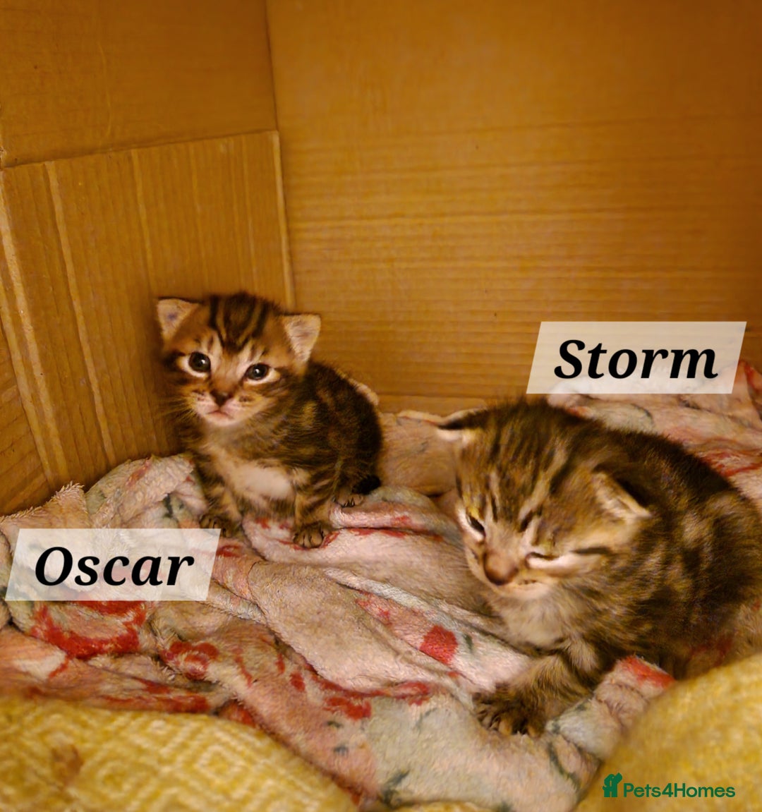 Mixed Breed cats for sale: 2 cute boys Russian blue and Bengal mix  - Advert 9