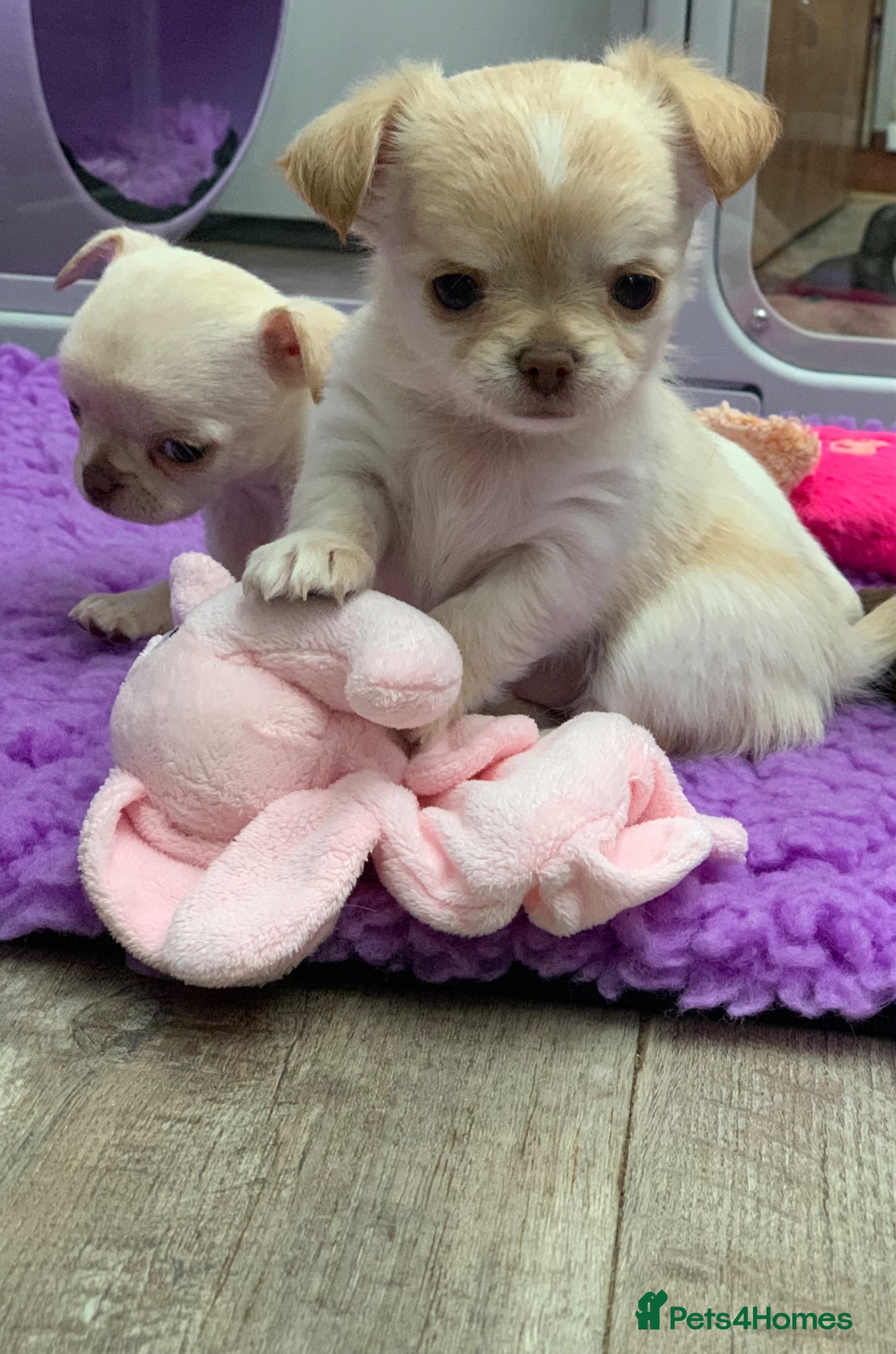 Chihuahua dogs 5* LICENSED. Gorgeous KC Chihuahua GIRLS - Advert 4