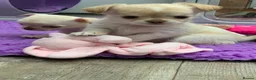 Chihuahua dogs for sale: 5* LICENSED. Gorgeous KC Chihuahua GIRLS - Advert 2