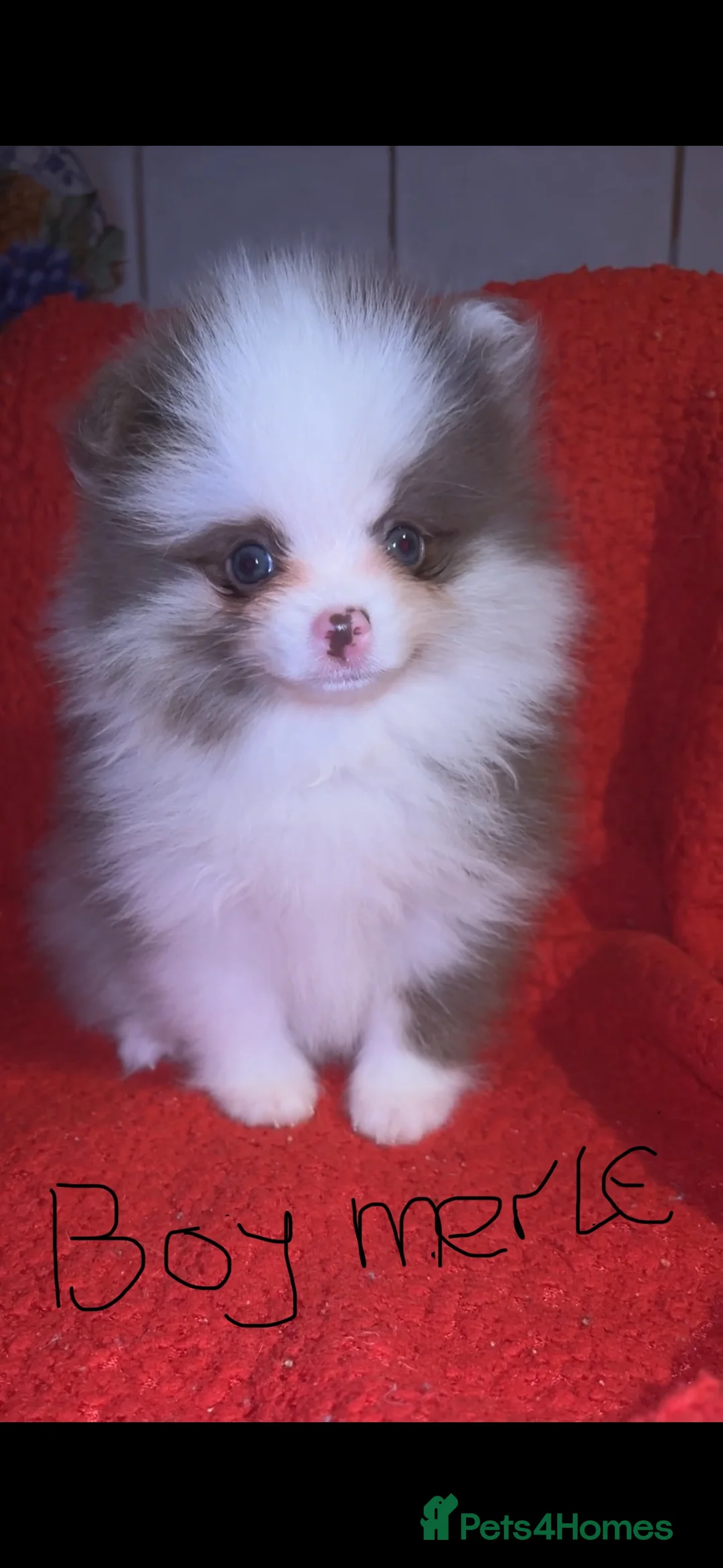 Pomeranian dogs for stud: Beautiful blue eyed Alaskan merle Pomeranian stud in Swansea - Advert 6