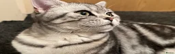 British Shorthair cats for sale: GCCF Rare Show Quality BSH Silver Tabby Kittens  - Advert 37