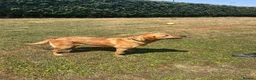 Labrador Retriever dogs for sale: Kc reg fox red labrador  - Advert 11