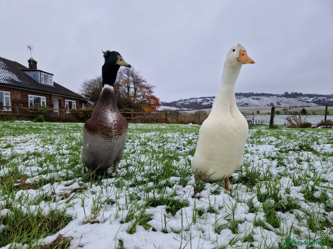Ducks poultry for sale: Runner Duck x Khaki Campbell - Image 4