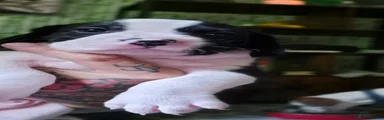 Mixed Breed 2