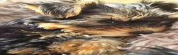 Yorkshire Terrier dogs for sale: Aurelija  - Advert 9
