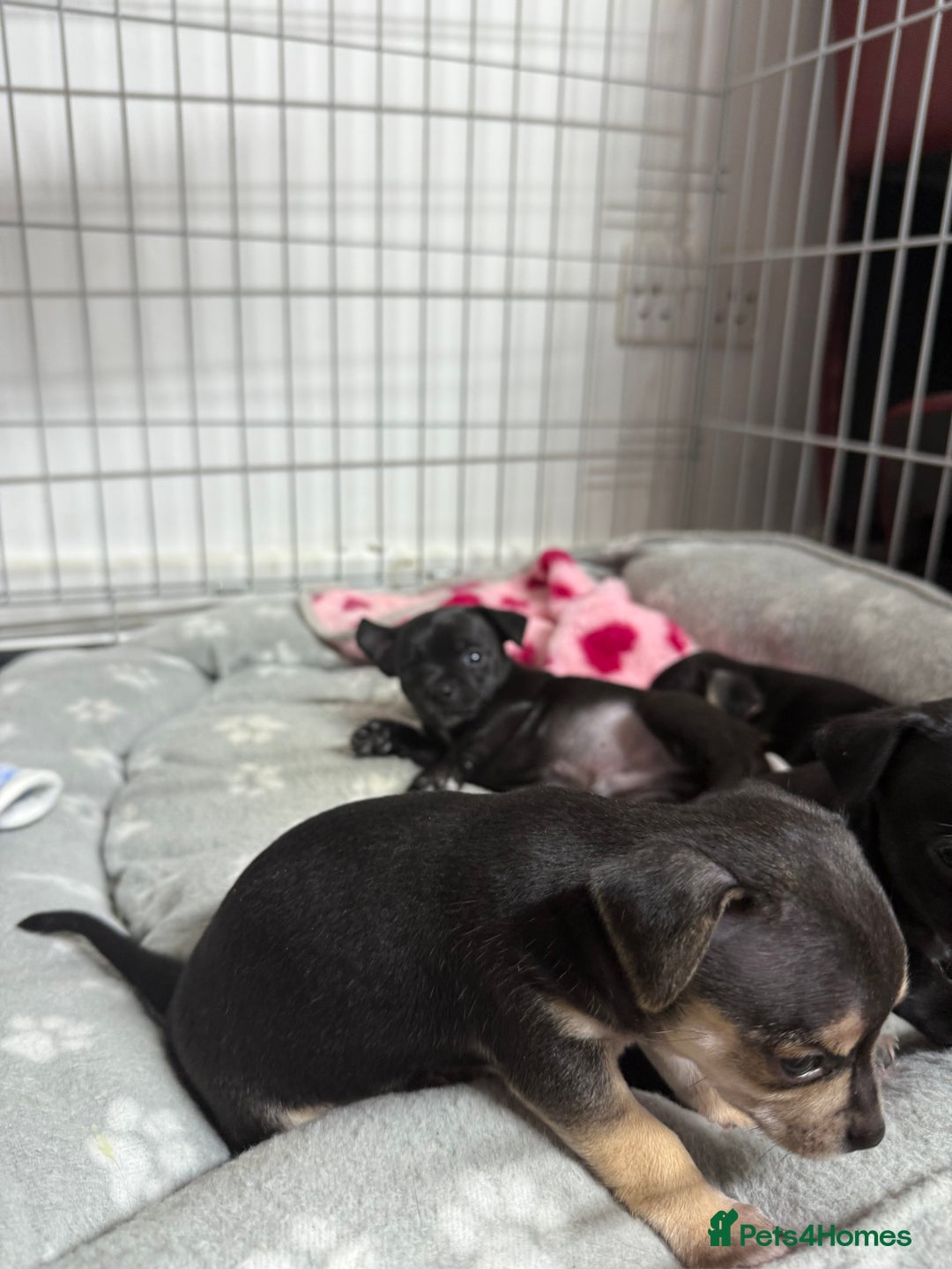 Chihuahua dogs for sale: Chihuahua Boys  - Image 24